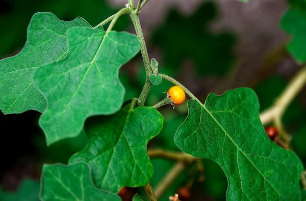Brihati Badi Kateri Benefits